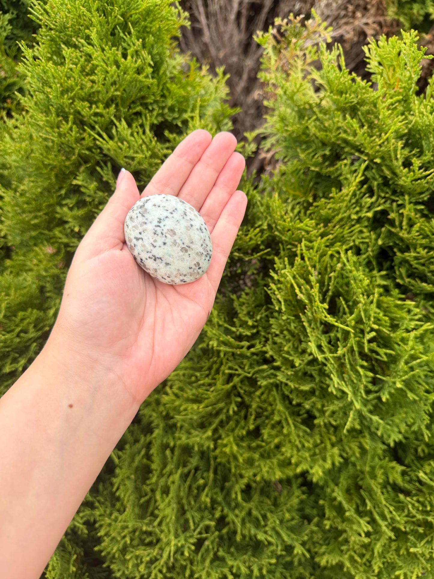 Kiwi Jasper Palm Stone