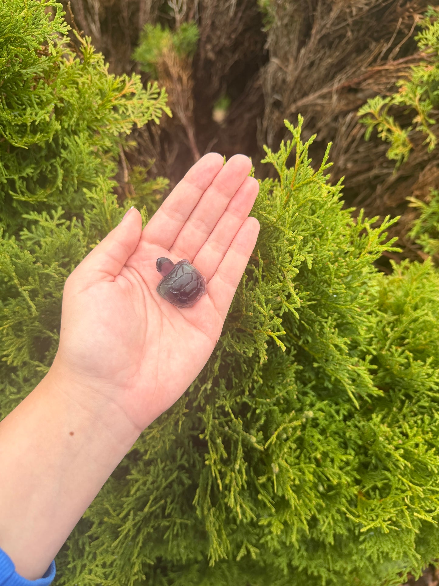 Fluorite Turtle
