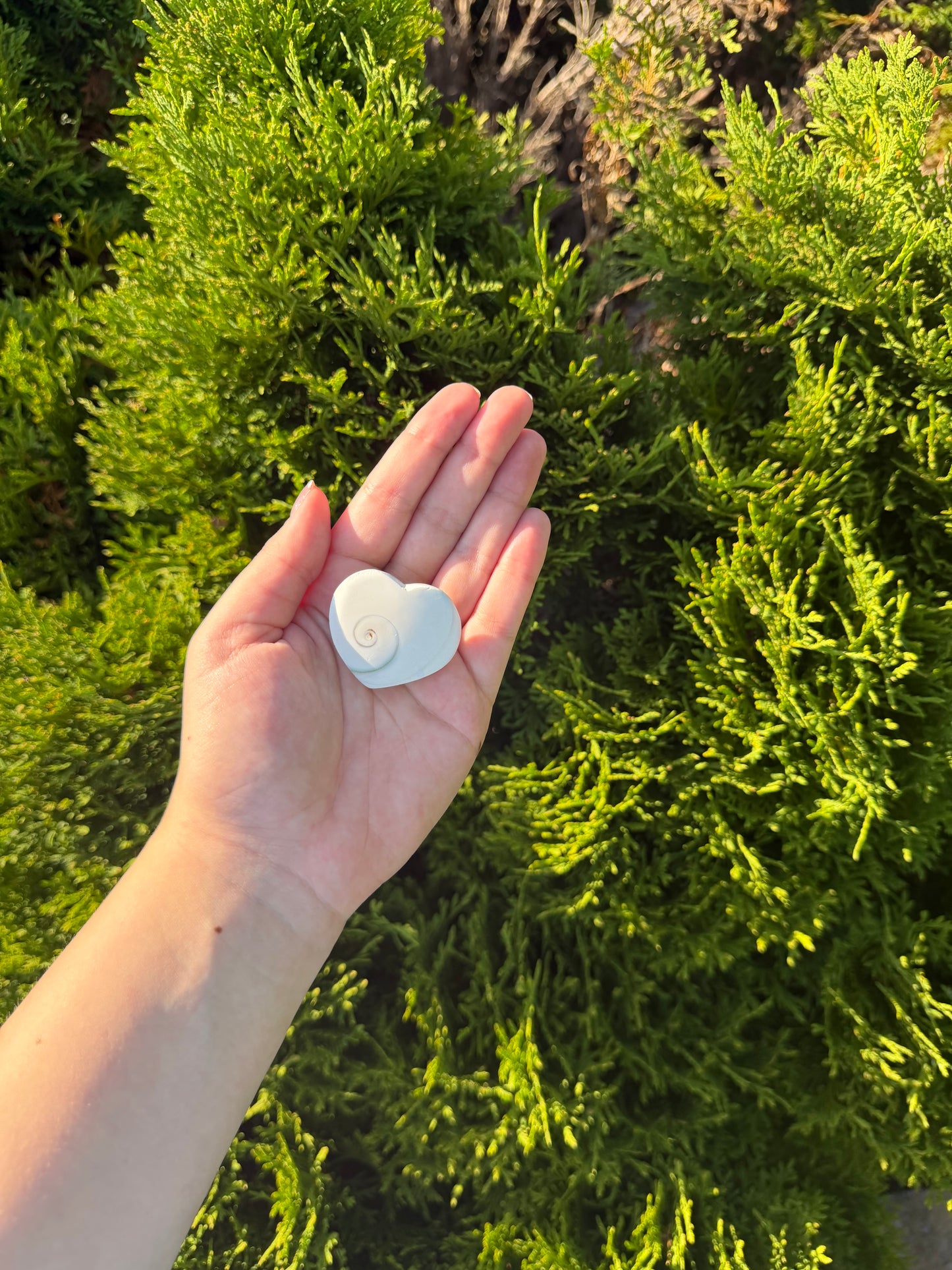 Shiva Shell Heart