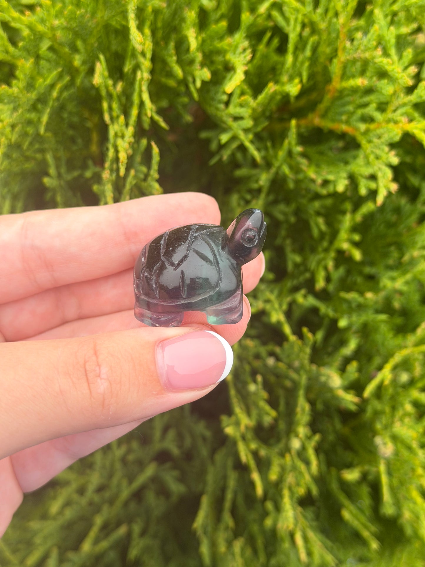 Fluorite Turtle