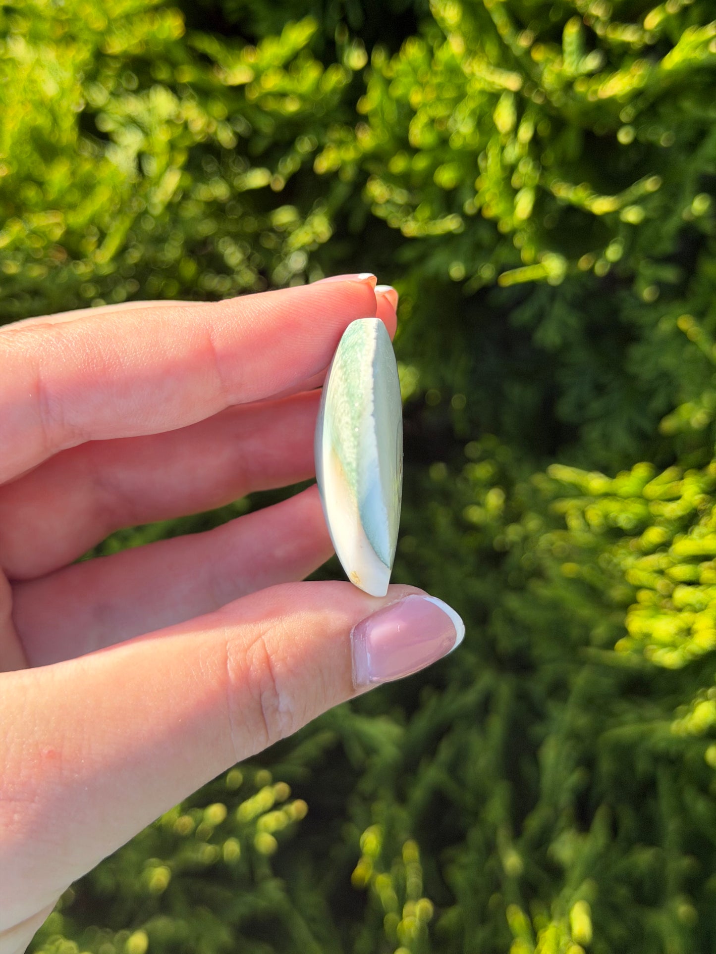 Shiva Shell Heart