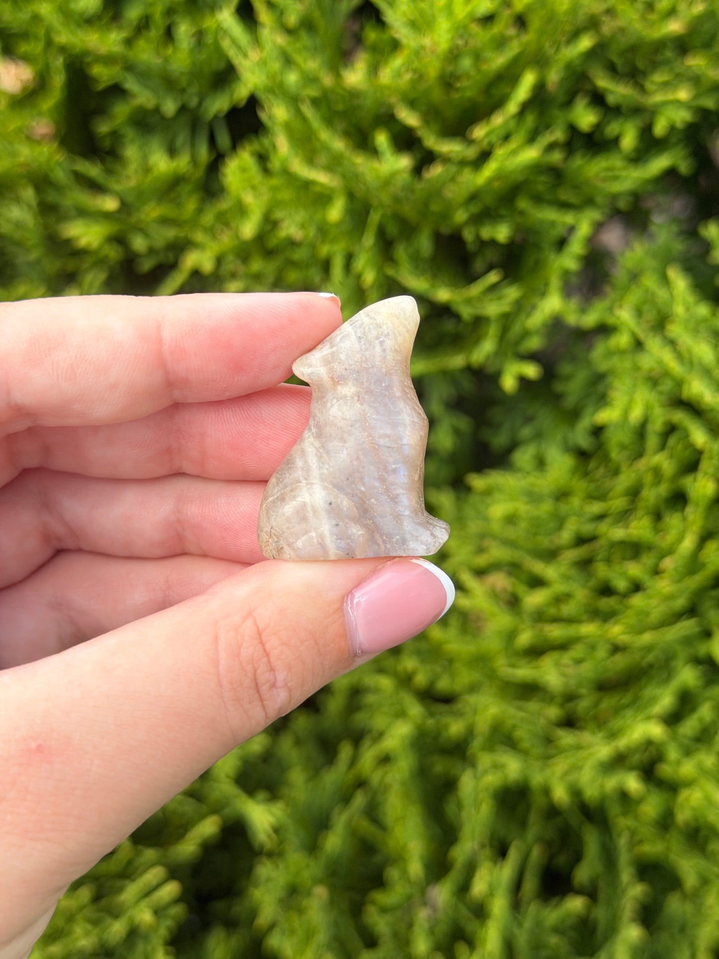 Moonstone Wolf 1