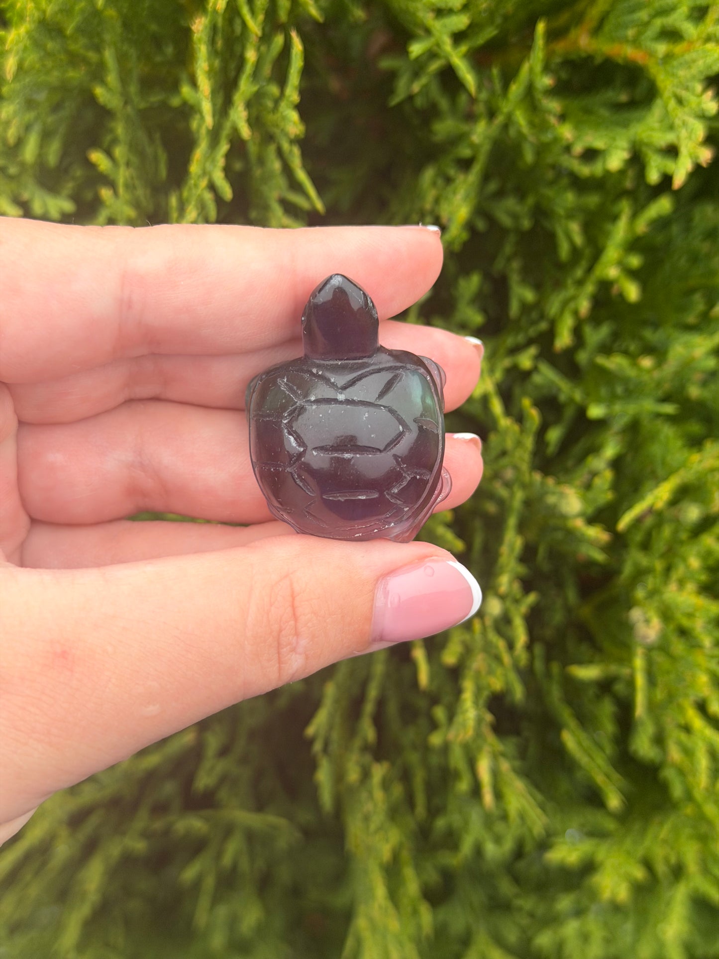 Fluorite Turtle