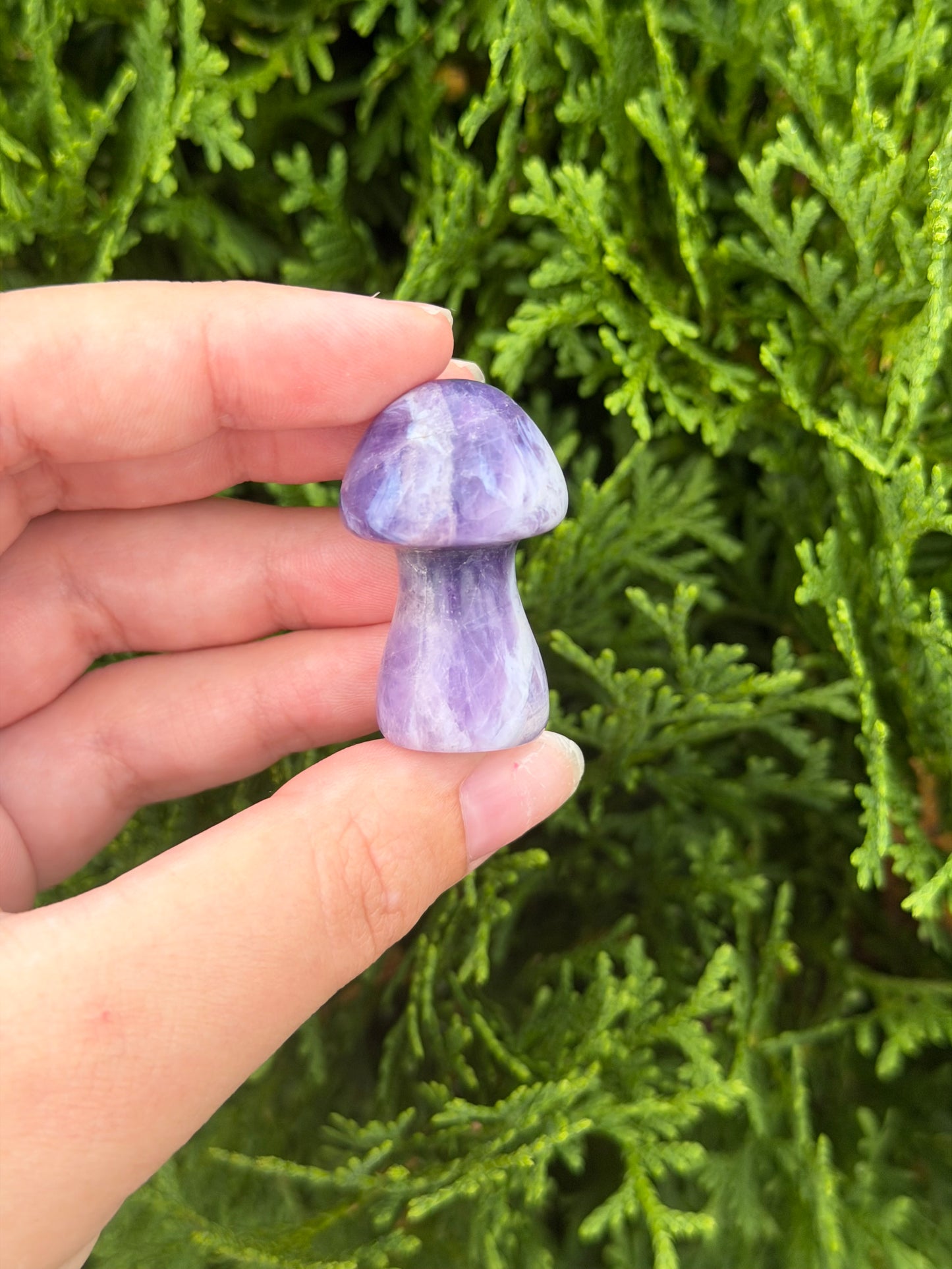 Chevron Amethyst Mushroom
