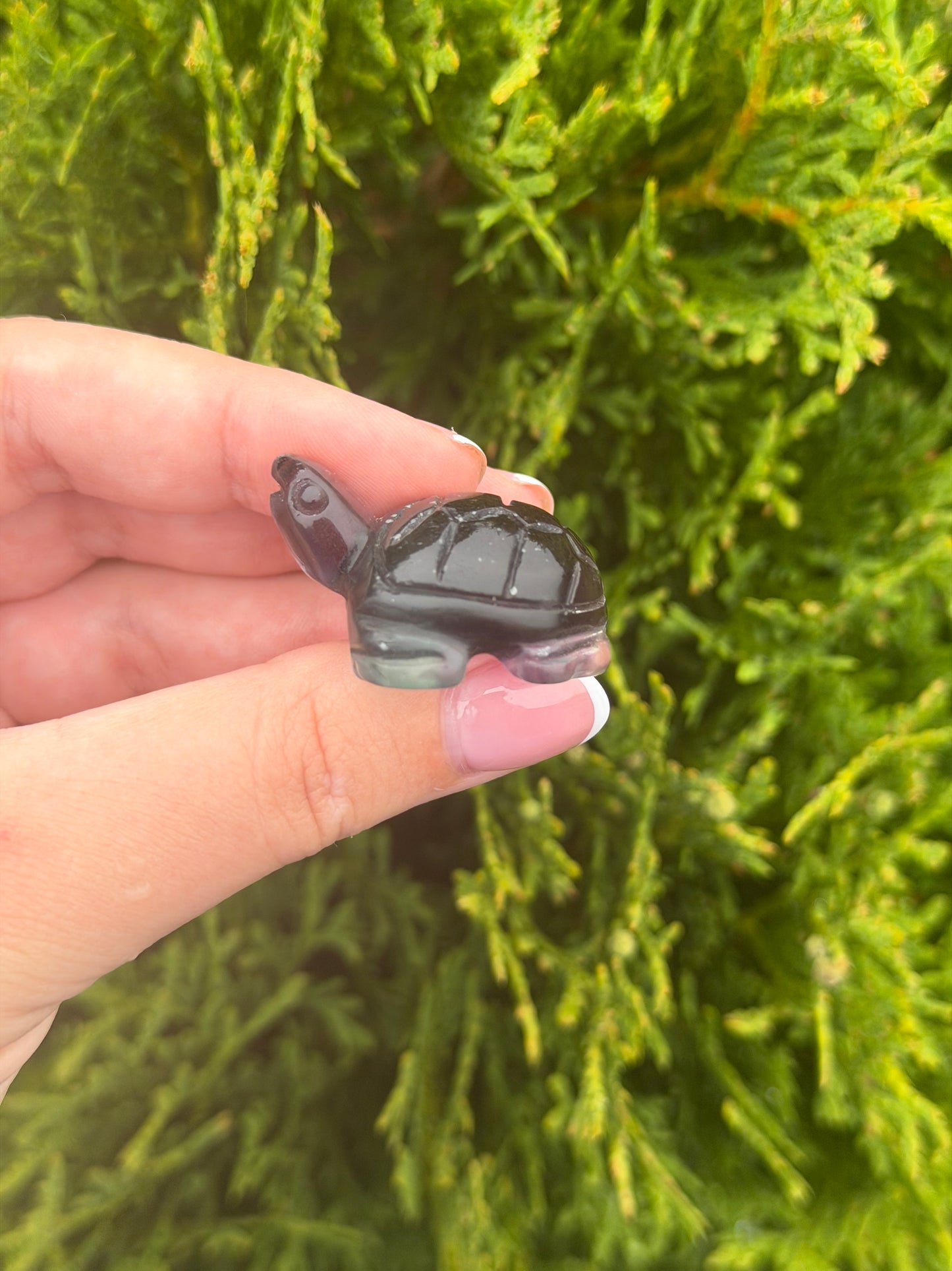 Fluorite Turtle
