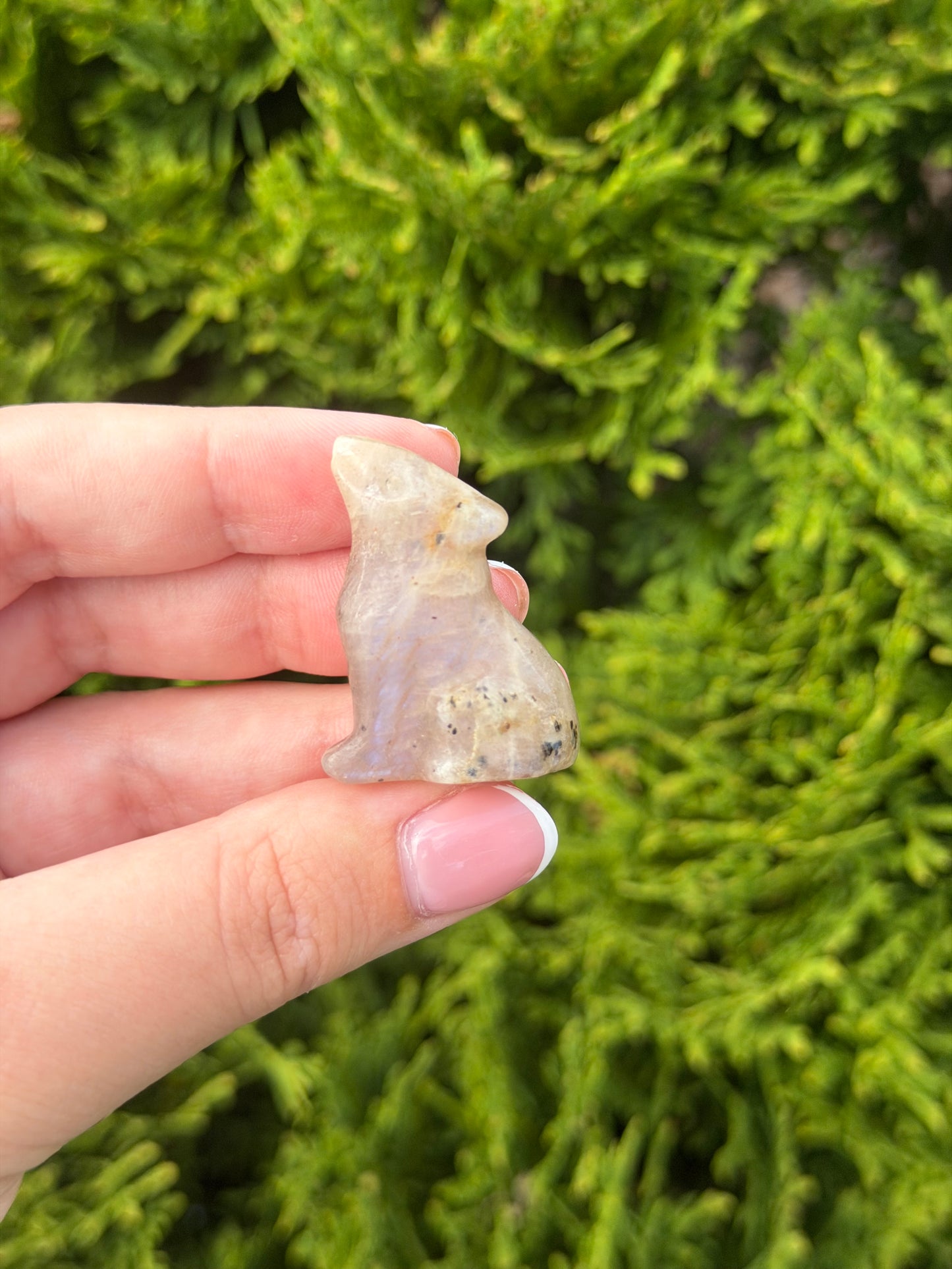 Moonstone Wolf 1