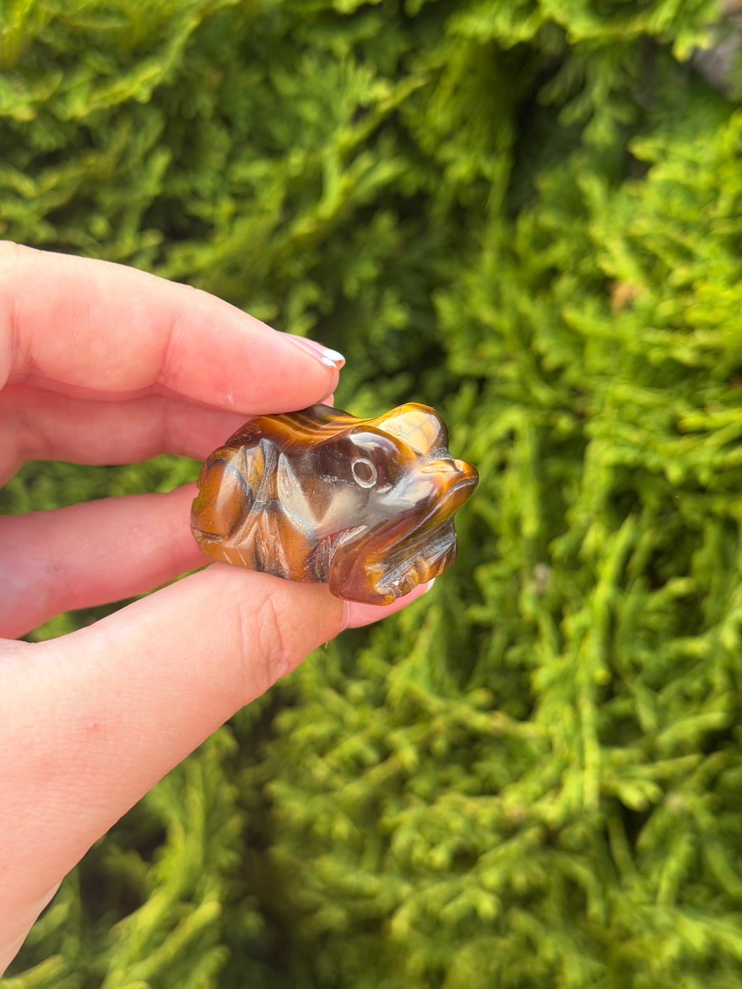 Tiger’s Eye Frog