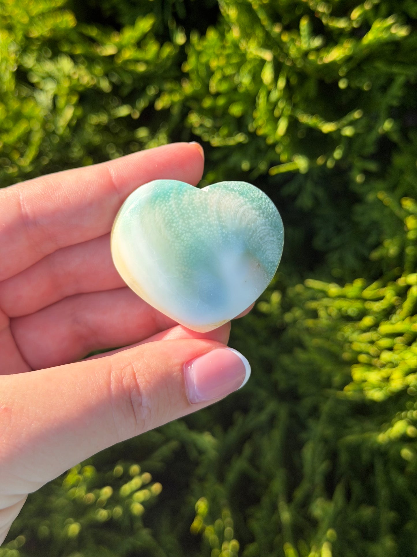 Shiva Shell Heart