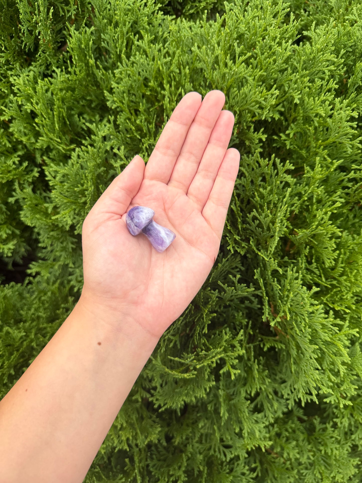 Chevron Amethyst Mushroom
