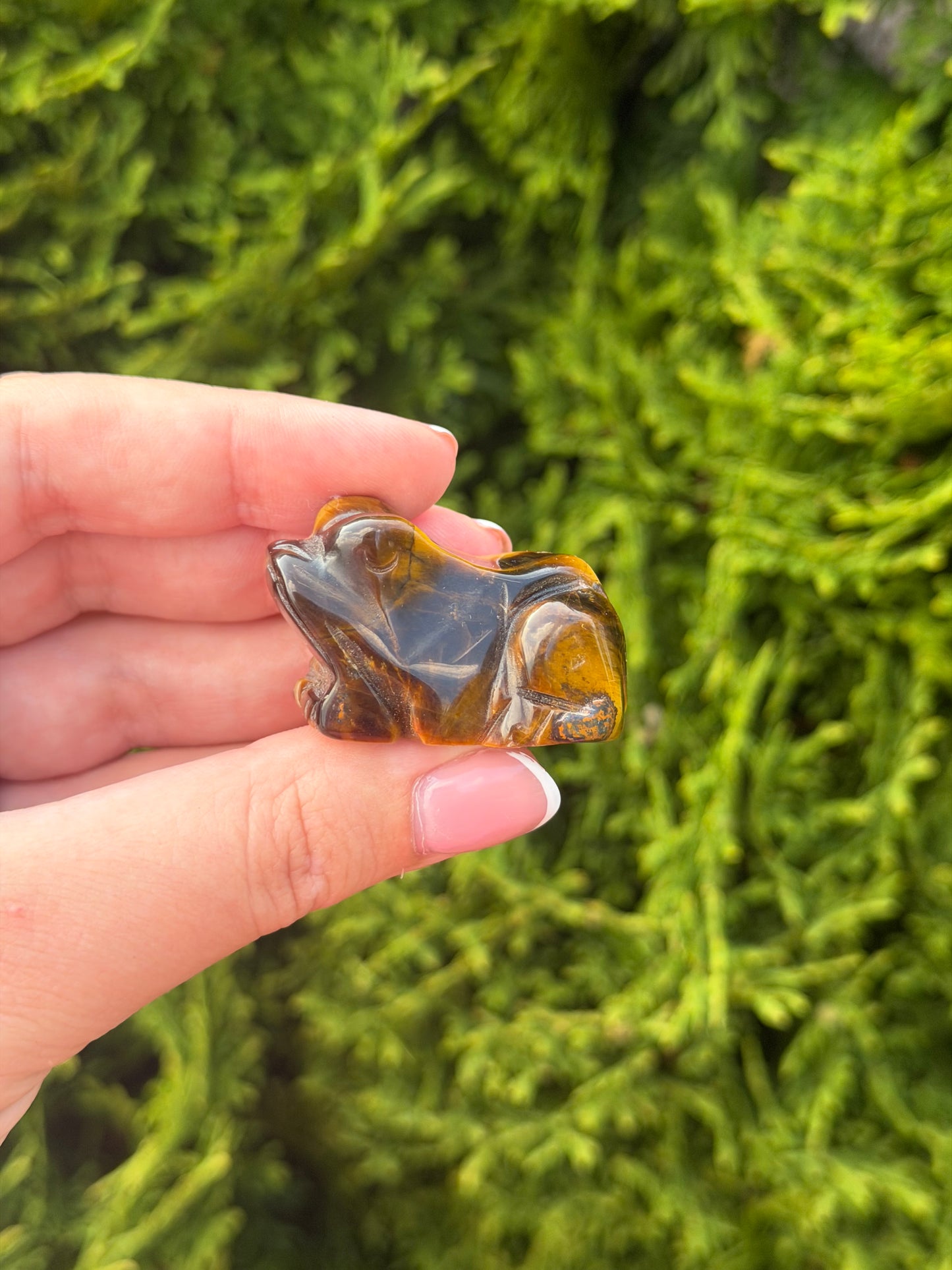 Tiger’s Eye Frog
