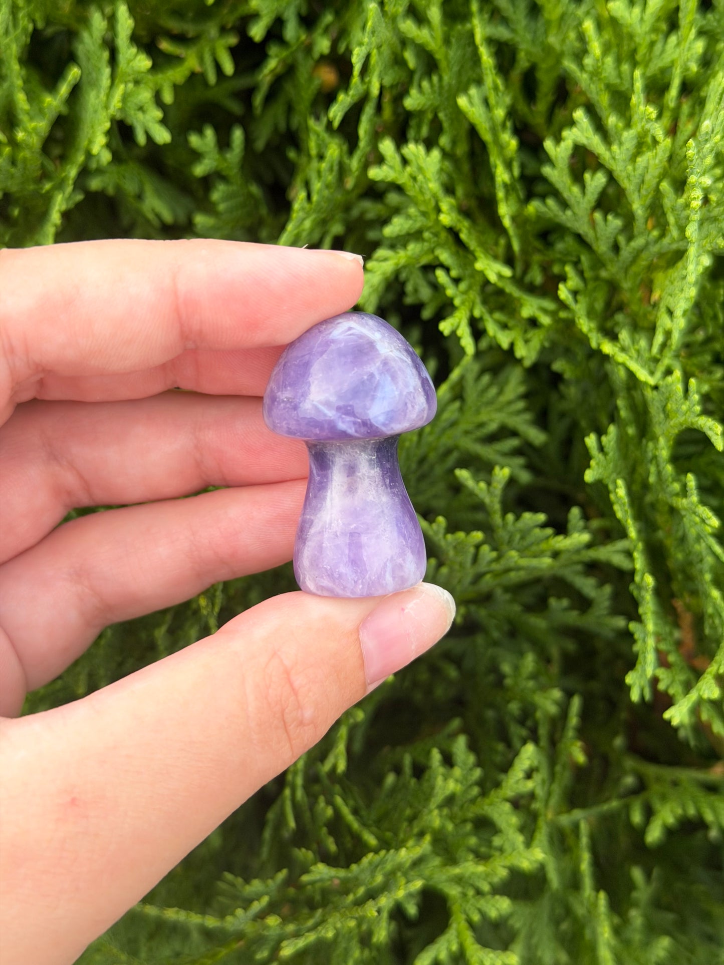 Chevron Amethyst Mushroom