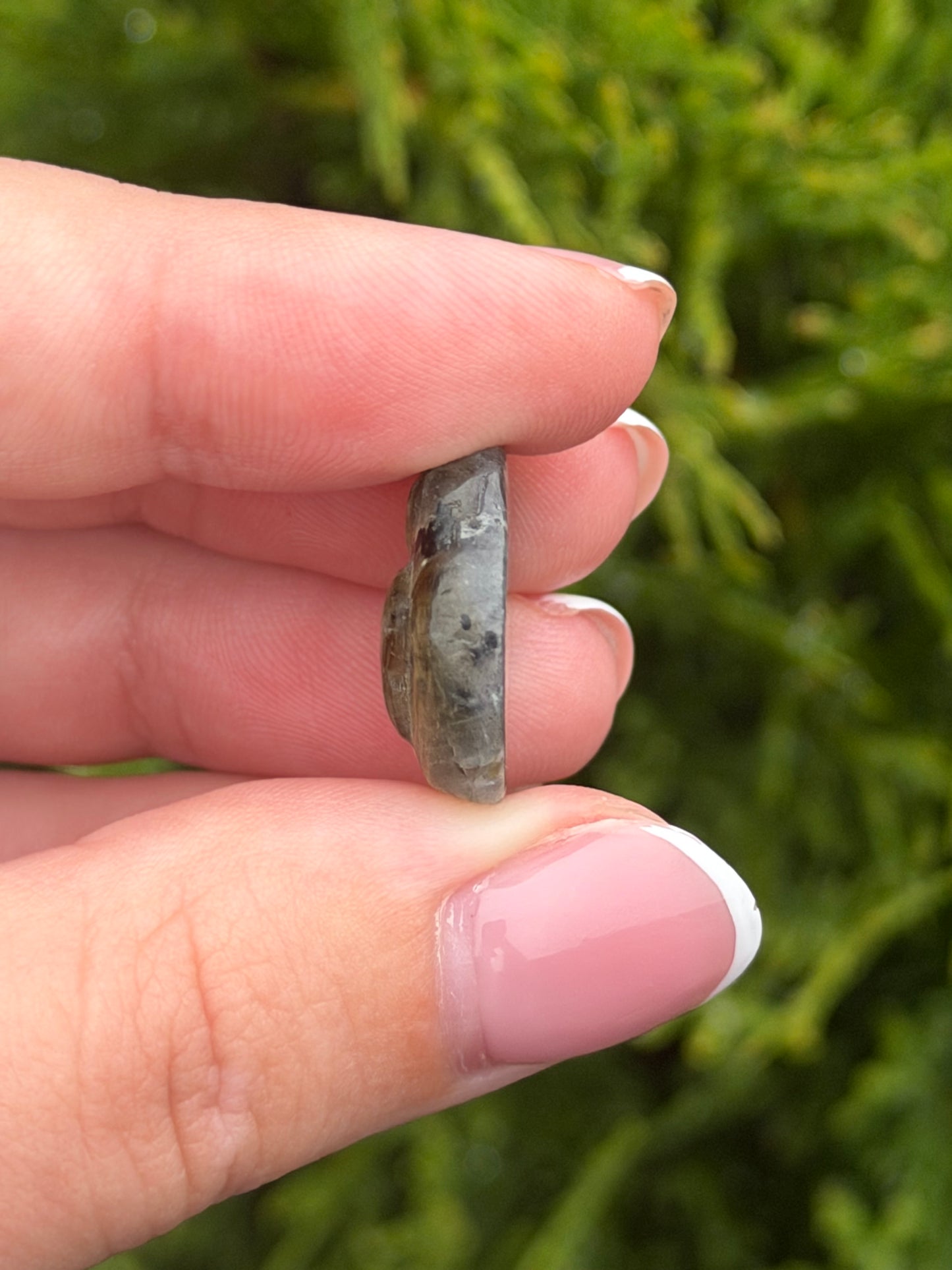 Mini Labradorite Paw
