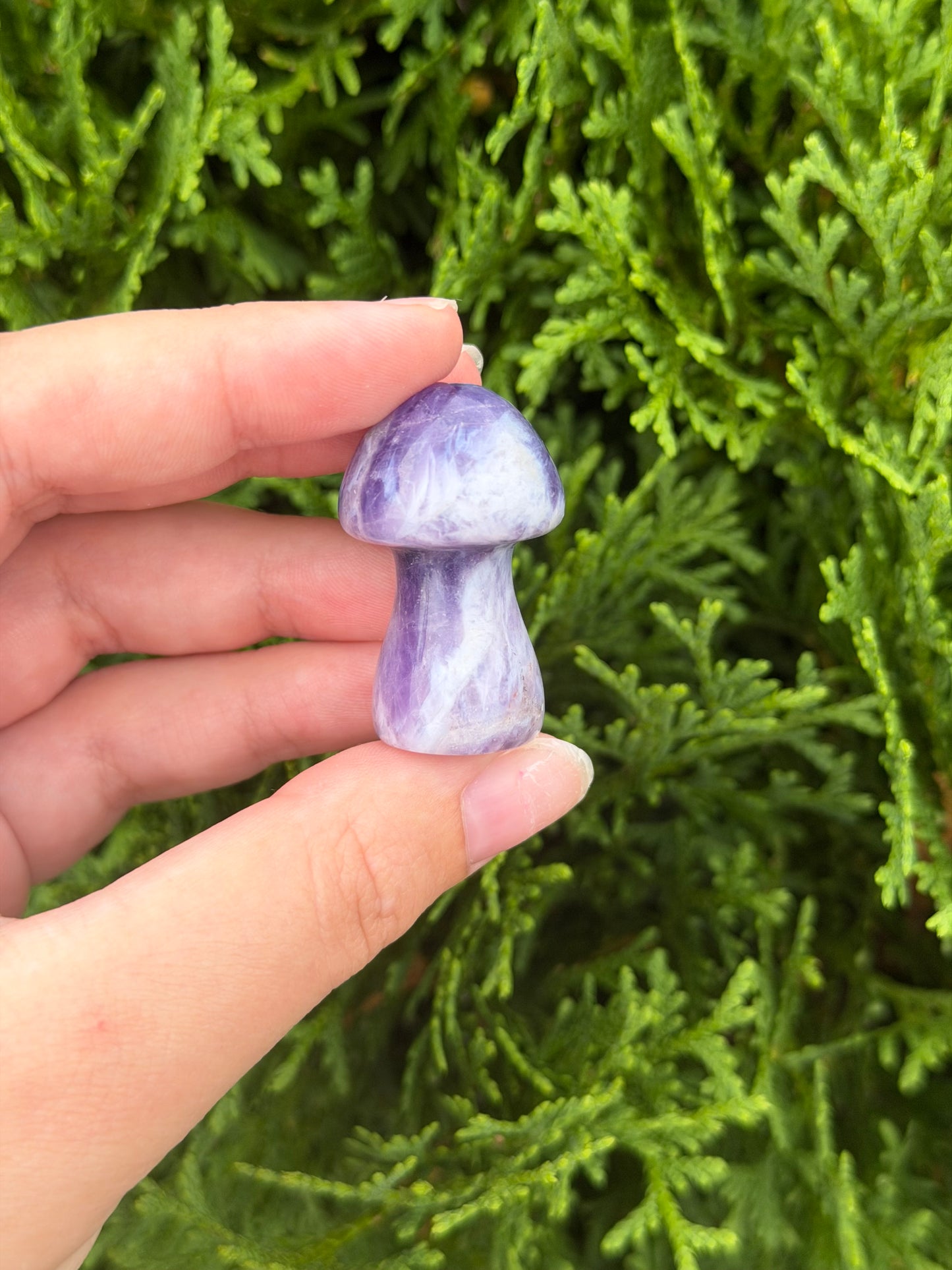 Chevron Amethyst Mushroom