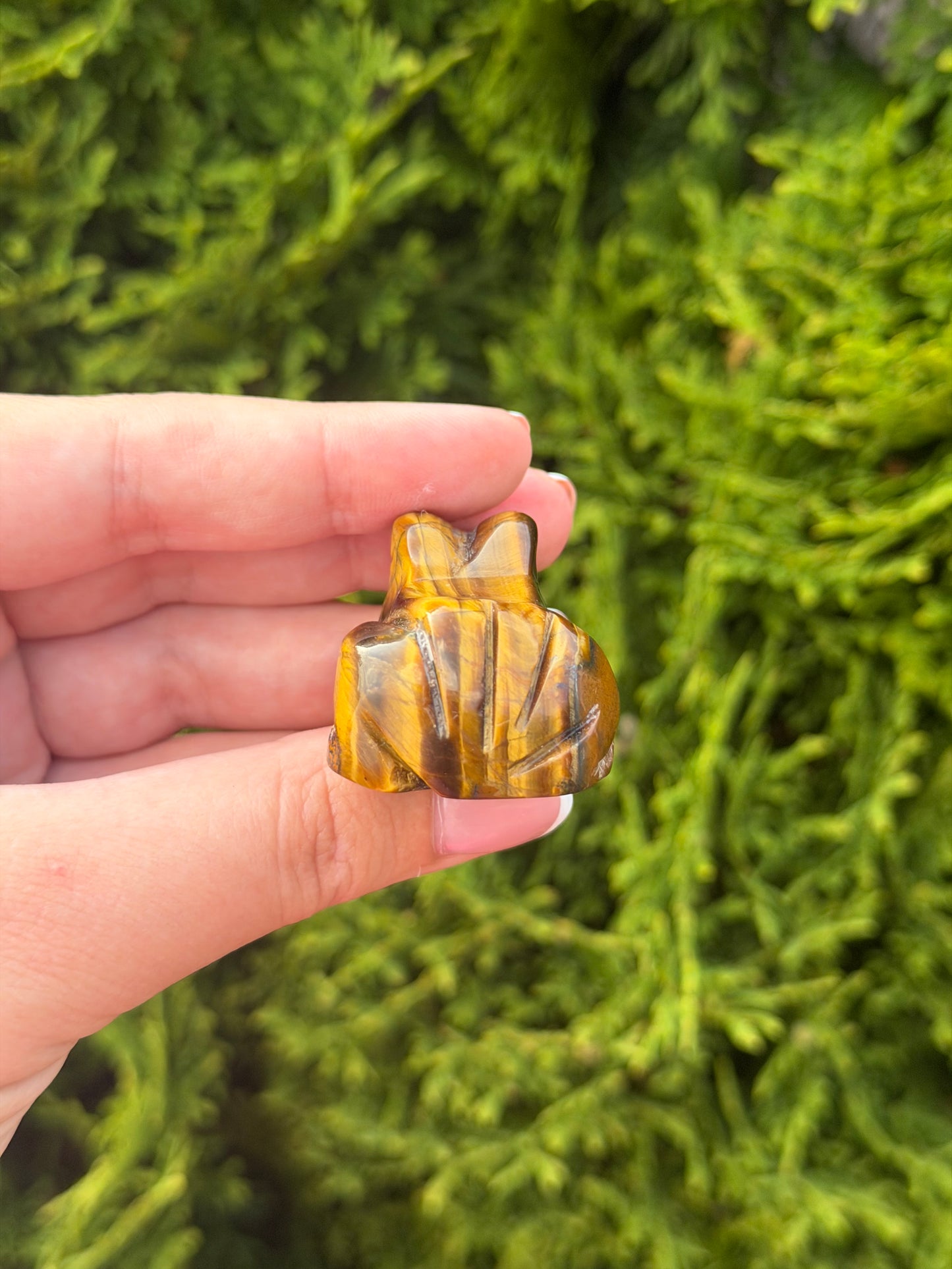 Tiger’s Eye Frog