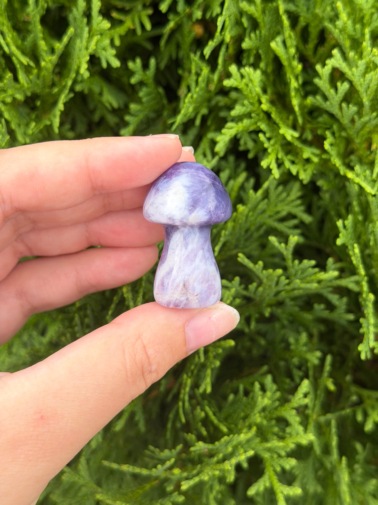 Chevron Amethyst Mushroom
