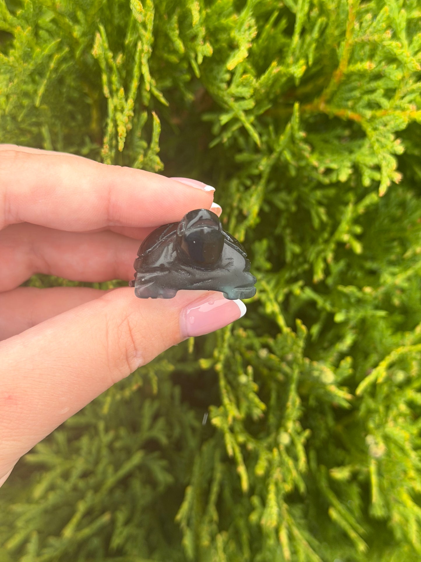 Fluorite Turtle