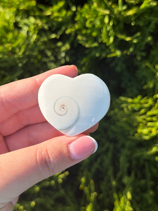 Shiva Shell Heart