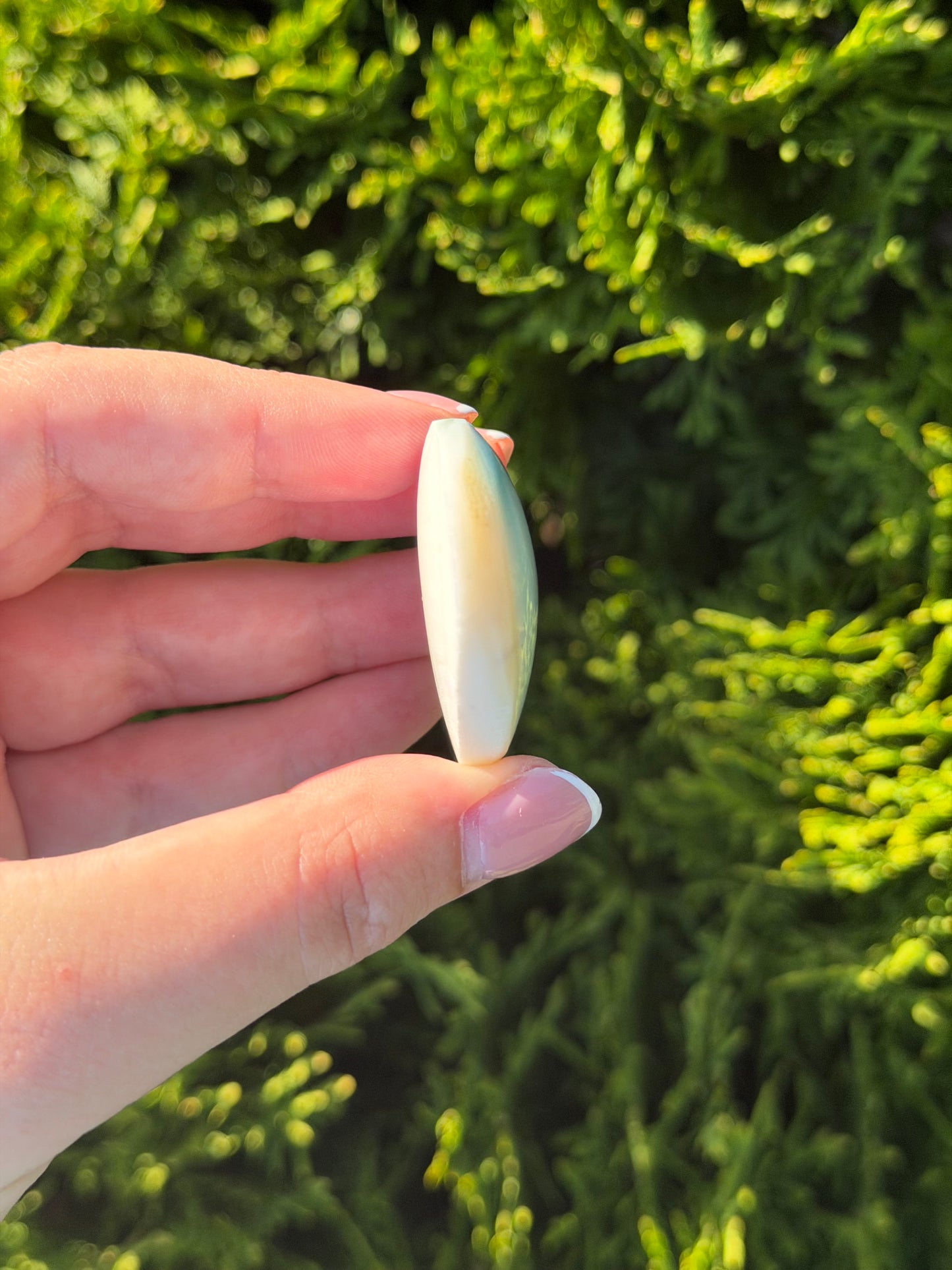 Shiva Shell Heart