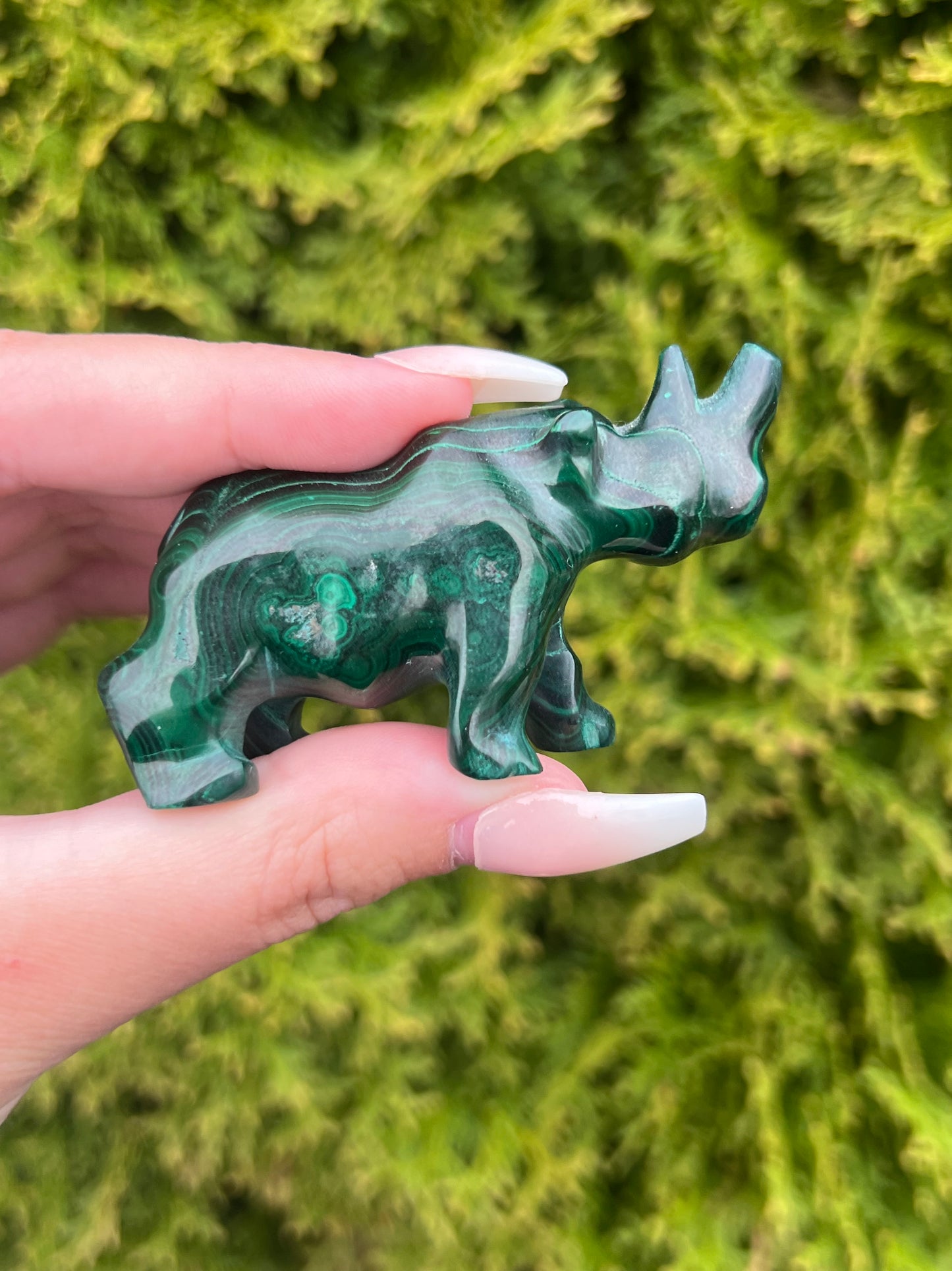 Malachite Rhinoceros