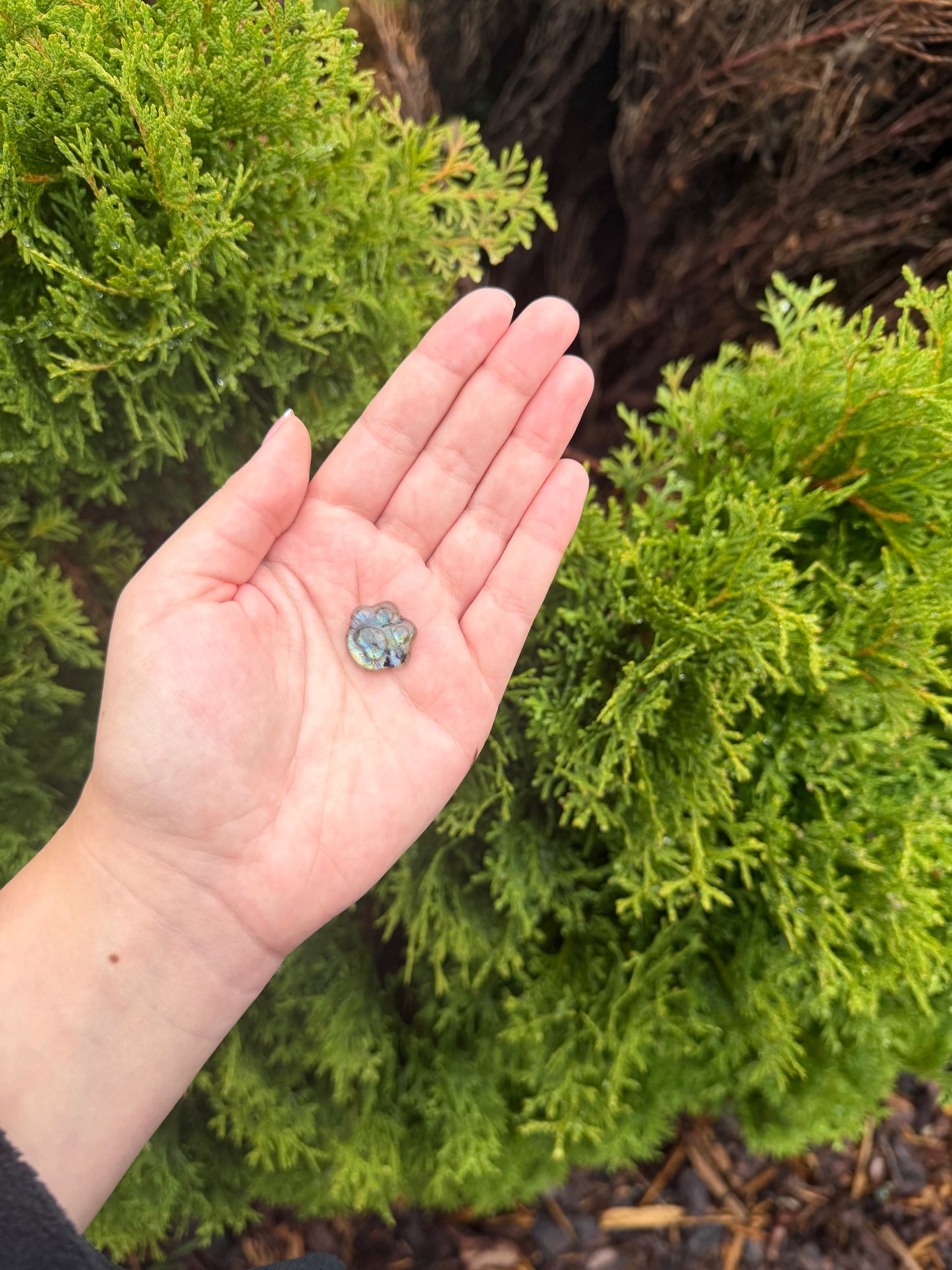 Mini Labradorite Paw
