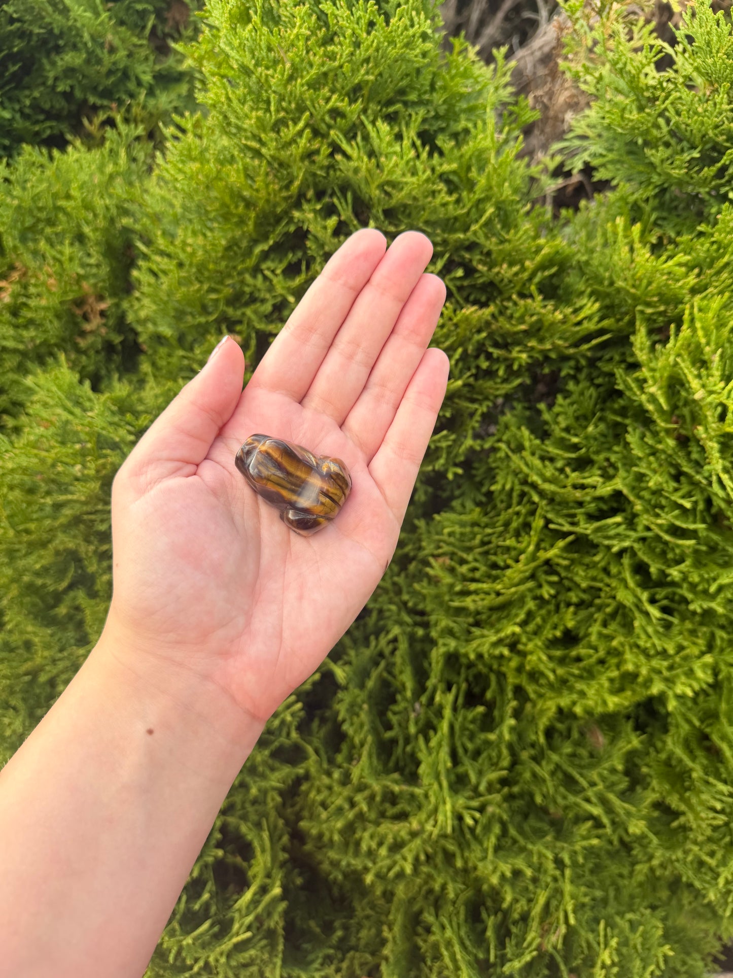 Tiger’s Eye Frog