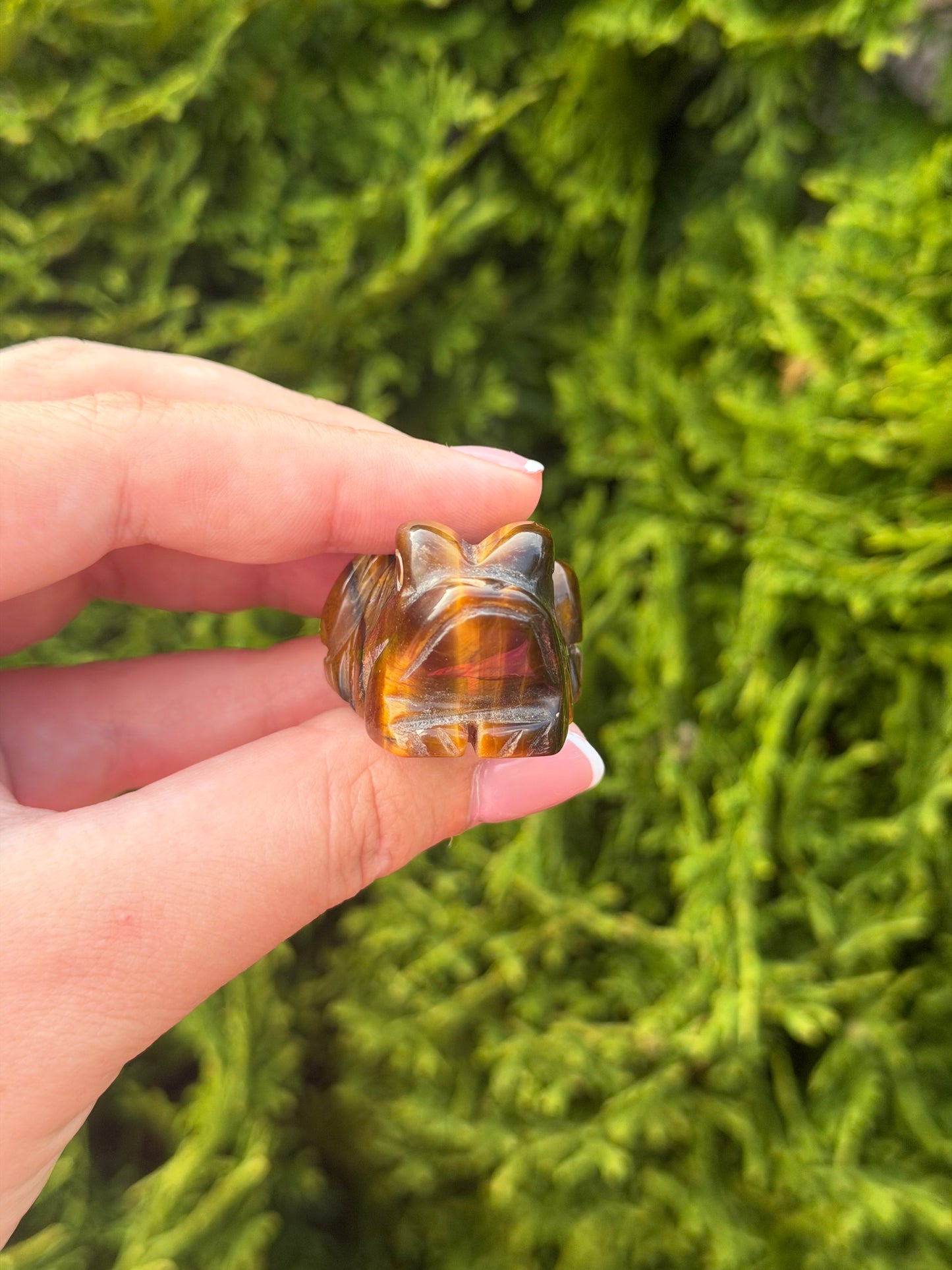 Tiger’s Eye Frog
